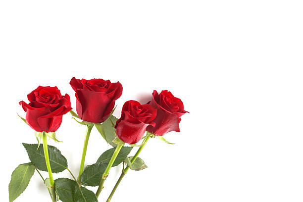 quatre roses rouges seul sur fond blanc. - flower single flower macro focus on foreground photos et images de collection