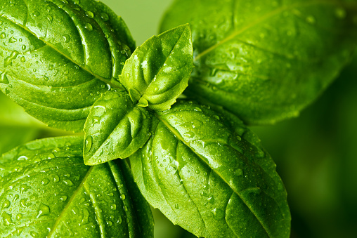 A closeup of fresh basil leaves with water drops