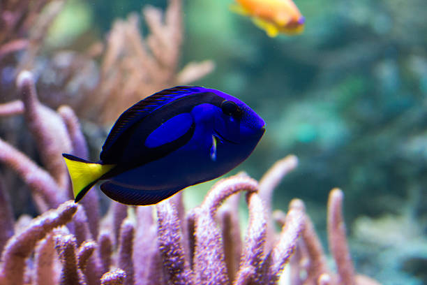 istock bright large and small fish live among the corals 515835330