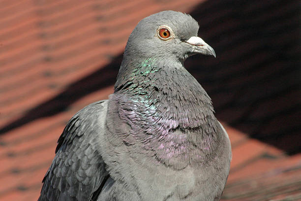 istock pigeon in detail 515835757