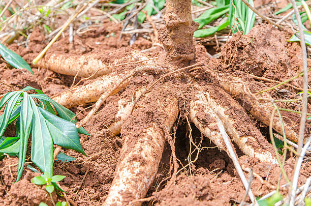 istock Close up cassava in farm with ground 515835833