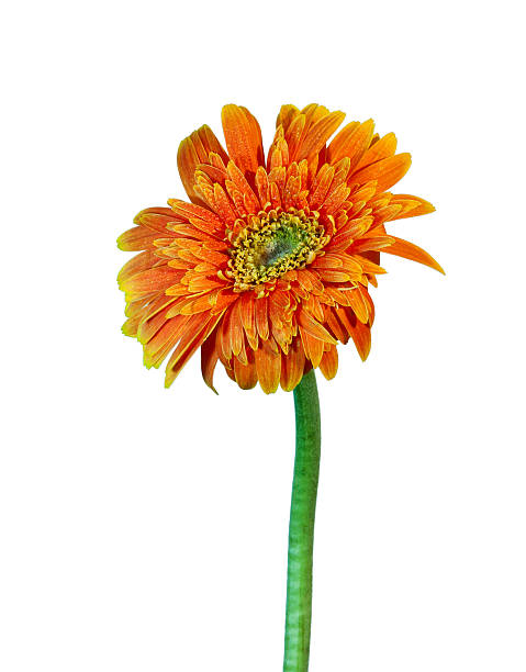 arancio fiori - close to moving up single flower flower foto e immagini stock