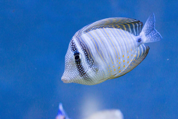 istock bright large and small fish live among the corals 515836288