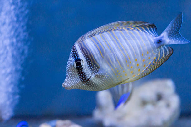 istock bright large and small fish live among the corals 515836706