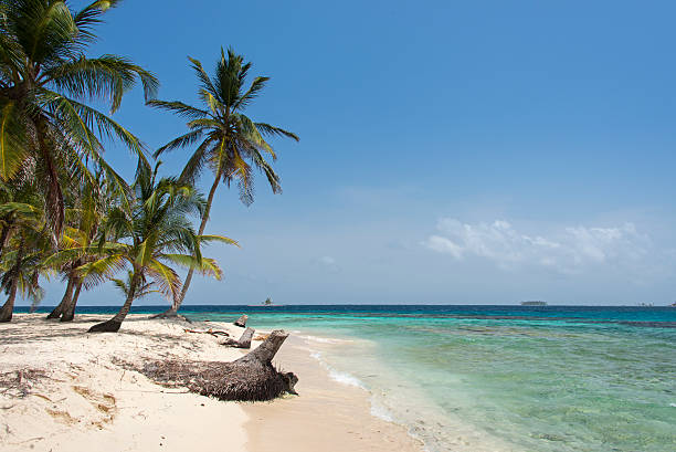 istock Coconut palm trees on a white sandy beach 515836830