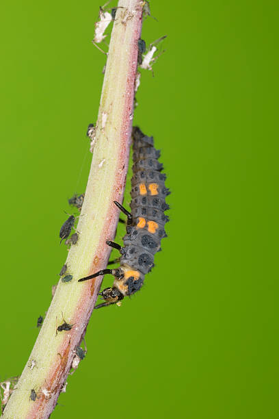 istock Ladybug larva, Coccinella septempunctata predator on aphids 515836859