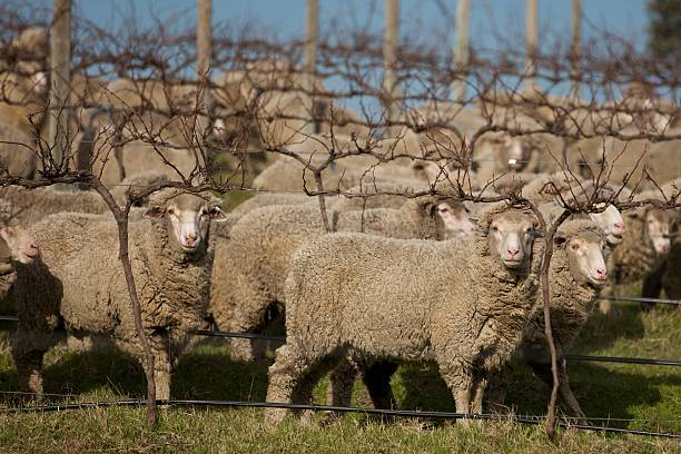 pecore in vigneto - biodynamic foto e immagini stock