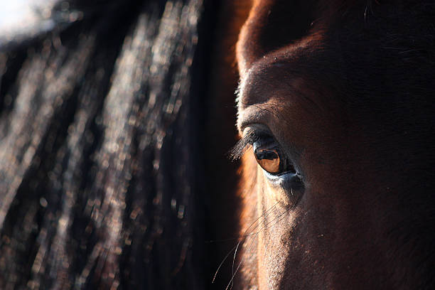 istock Brown horse eye close up 515837004