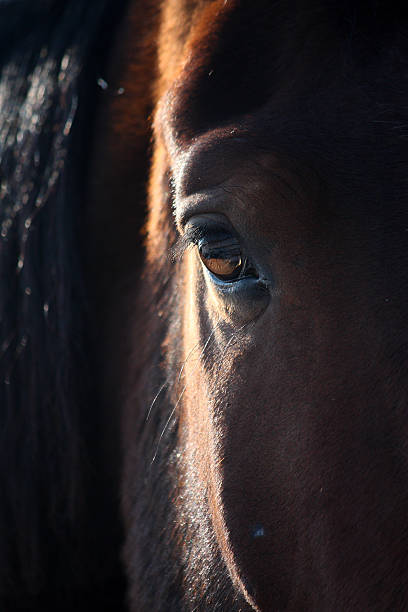 istock Brown horse eye close up 515837130