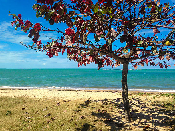 istock Porto Seguro - Brazil 515837331