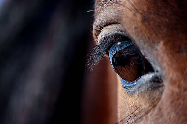 istock Brown horse eye close up 515837596