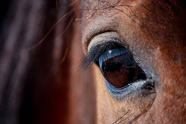 istock Brown horse eye close up 515837840