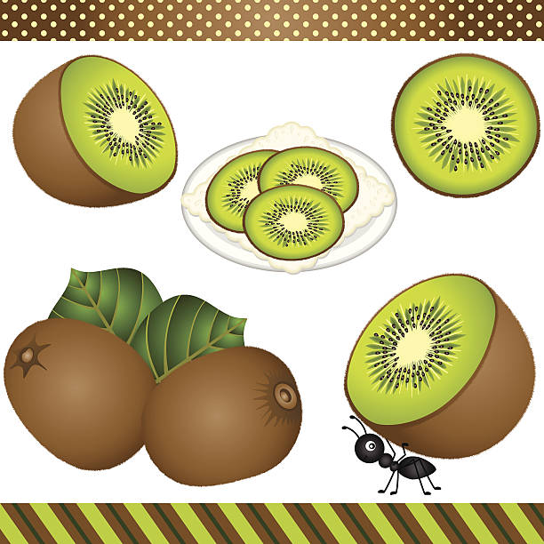 ilustrações de stock, clip art, desenhos animados e ícones de quivi digital clipart - freshness food serving size kiwi
