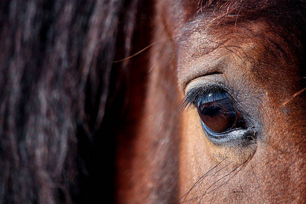 istock Brown horse eye close up 515837976