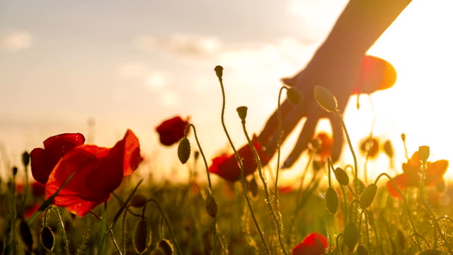 SLO MO Woman's Hands Touching Poppy At Sunset