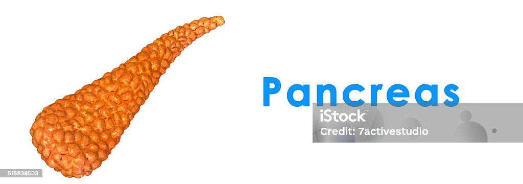 Pancreas The pancreas is a glandular organ in the digestive system and endocrine system of vertebrates. In humans, it is located in the abdominal cavity behind the stomach. It is an endocrine gland producing several important hormones, including insulin, glucagon, somatostatin, and pancreatic polypeptide which circulate in the blood. The pancreas is also a digestive organ, secreting pancreatic juice containing digestive enzymes that assist digestion and absorption of nutrients in the small intestine. These enzymes help to further break down the carbohydrates, proteins, and lipids in the chyme. Abdomen Stock Photo