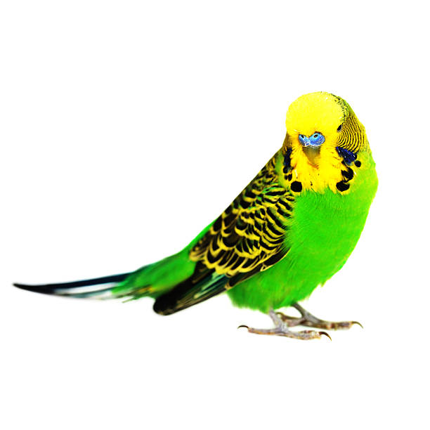 istock portrait of  budgerigar 515838693