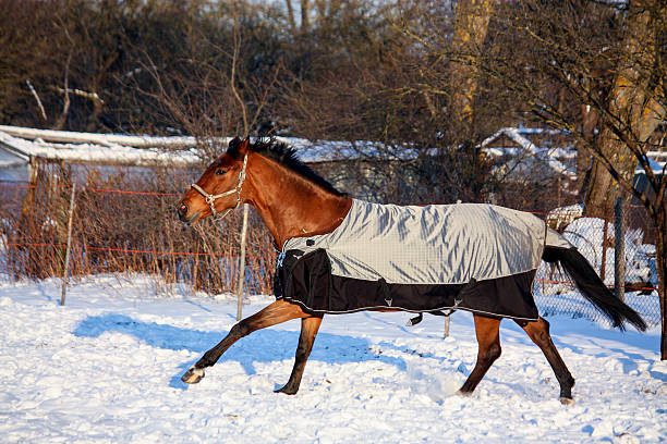 istock Brown horse in coat running 515839064
