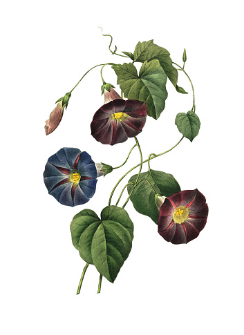 High resolution illustration of an Ipomoea Quamoclit, isolated on white background. Engraving by Pierre-Joseph Redoute. Published in Choix Des Plus Belles Fleurs, Paris (1827).