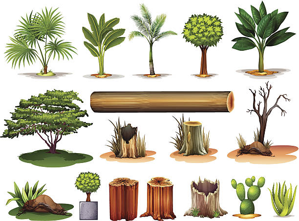 bäume und stumps - baumstamm am boden stock-grafiken, -clipart, -cartoons und -symbole