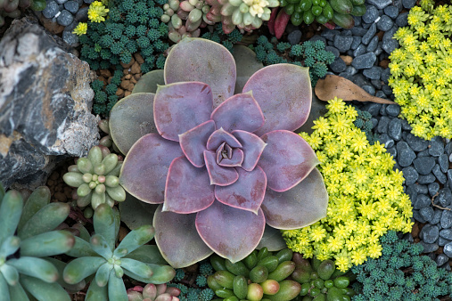 Miniature succulent plants in garden