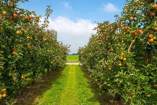 istock Orchard with fruit trees in a field in summer 515841345