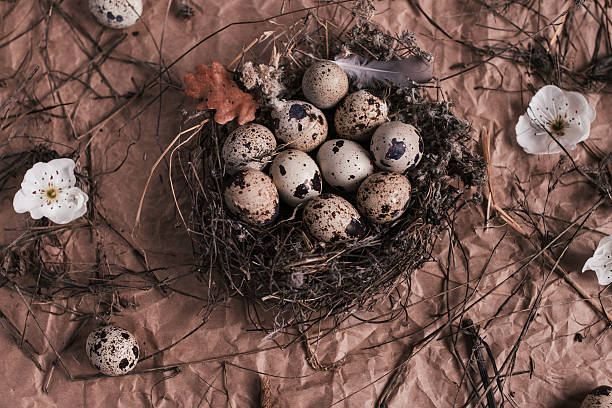 istock Nest with Easter quail eggs on craft paper background 515849278