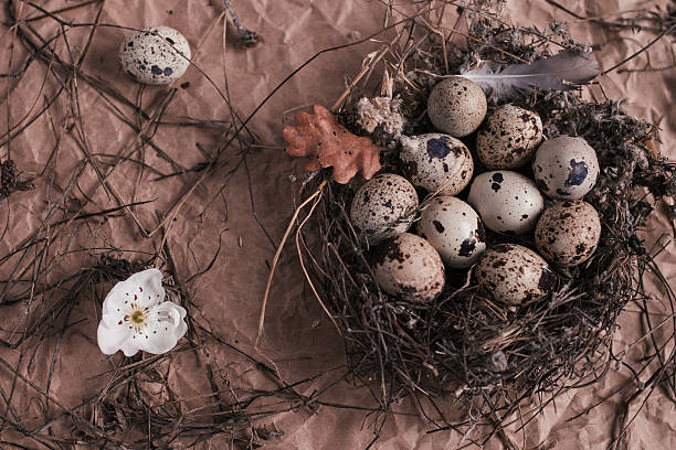 istock Nest with Easter quail eggs on craft paper background 515849502