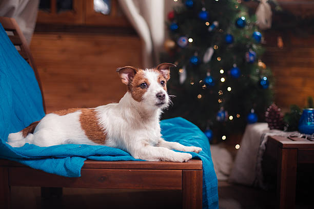 istock Dog Jack Russell Terrier. Puppy. Christmas, 515851580