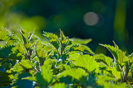 Urtica plants on sunlight. 