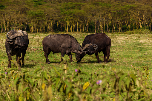 Group of buffalos in Africa  Maasai Mara National Park, Kenya, animal, wildlife, mammal, safari, uganda,