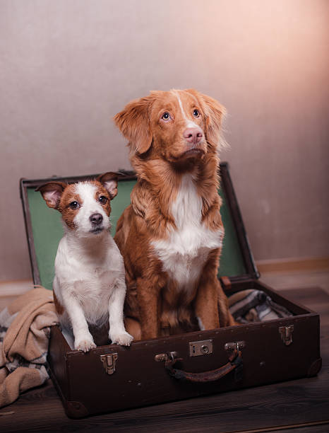 istock Jack Russell Terrier and Nova Scotia Duck Tolling 515853336