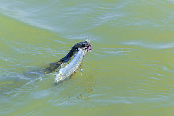 snake catches a fish in the water