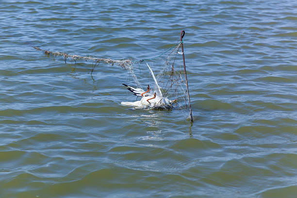 gaivota morto para as redes de pesca - dead animal fotos imagens e fotografias de stock