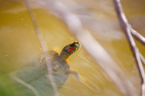 Red-eared slider turtle in European river, invasive species.. 