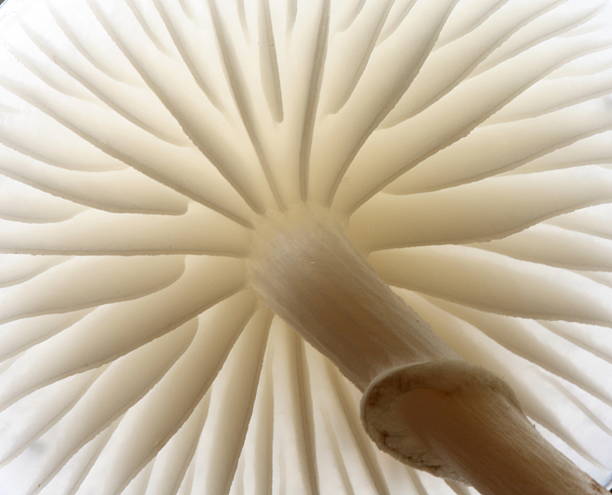 MUSHROOM Detail of white porcelain mushroom taken from low angle fungus gill stock pictures, royalty-free photos & images