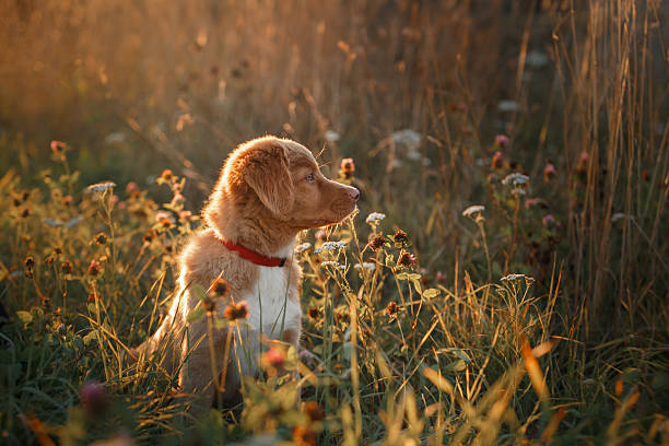 istock Dog breed Nova Scotia Duck Tolling Retriever 515855562