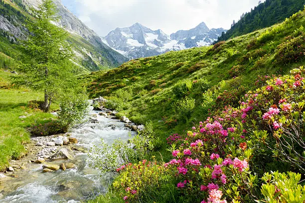 Photo of Mountain river with alpine roses in the Alps in spring