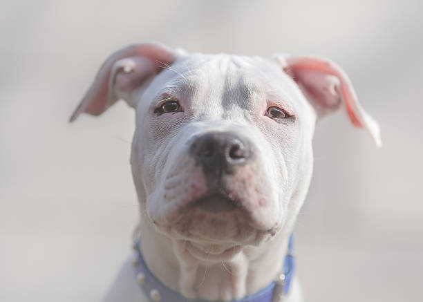 istock White American Staffordshire terrier puppy close portrait 515856462