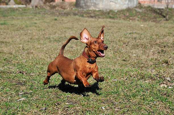 istock Dog running on the grass. Smooth-haired dachshund dog standard. 515857118