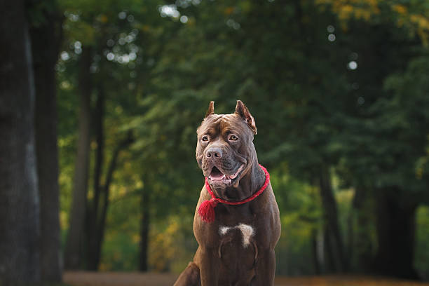 istock Pit bull terrier dog in the park 515858556