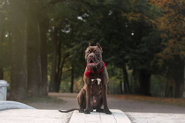 istock Pit bull terrier dog in the park 515858622