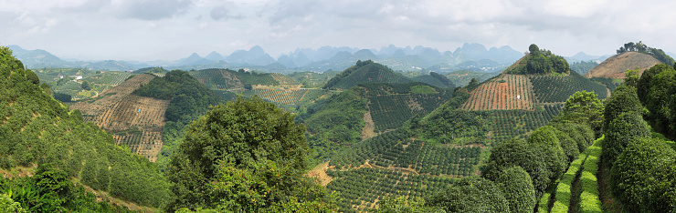 Karst mountains and kumquat trees plantation near Yangshuo, Guanxi province, China