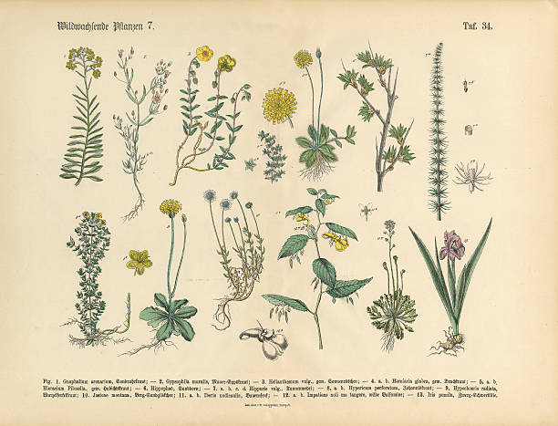 istock Wildflower and Medicinal Herbal Plants, Victorian Botanical Illustration 515858914