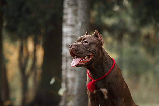 istock Pit bull terrier dog in the park 515858982
