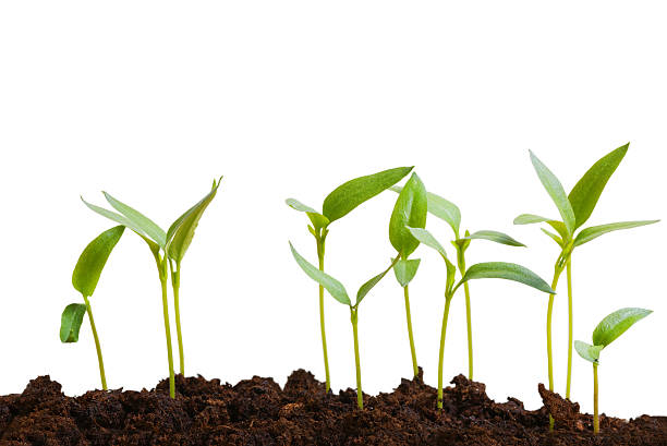 istock Little green sprout in the ground 515859946