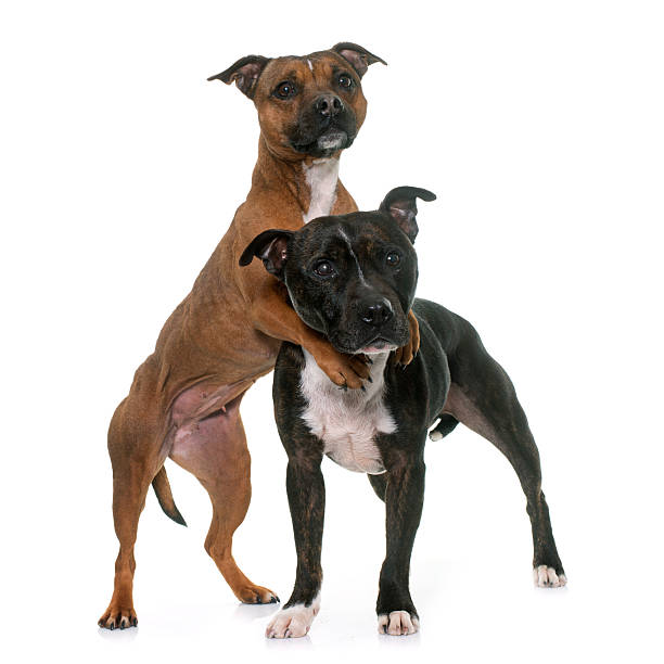 istock two staffordshire bull terrier 515859988