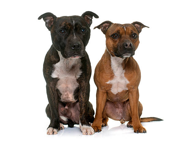 istock two staffordshire bull terrier 515860392