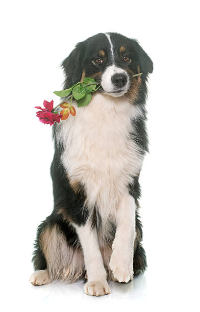 istock tricolor australian shepherd and flower 515860520