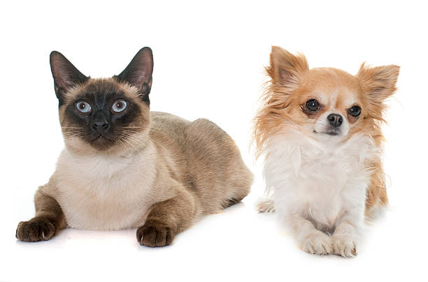 istock young siamese cat and chihuahua 515860878